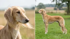 Koplopers in snelheid: de 7 snelste hondenrassen