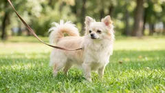 5 hondenrassen voor vrouwen: persoonlijkheid, verzorging en het echte leven