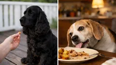 Je hond ‘respecteert’ je niet — en dat is helemaal normaal! Hondentrainers leggen uit waarom