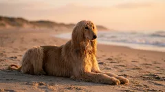 8 veeleisende hondenrassen: kostbaar in geld én zenuwen